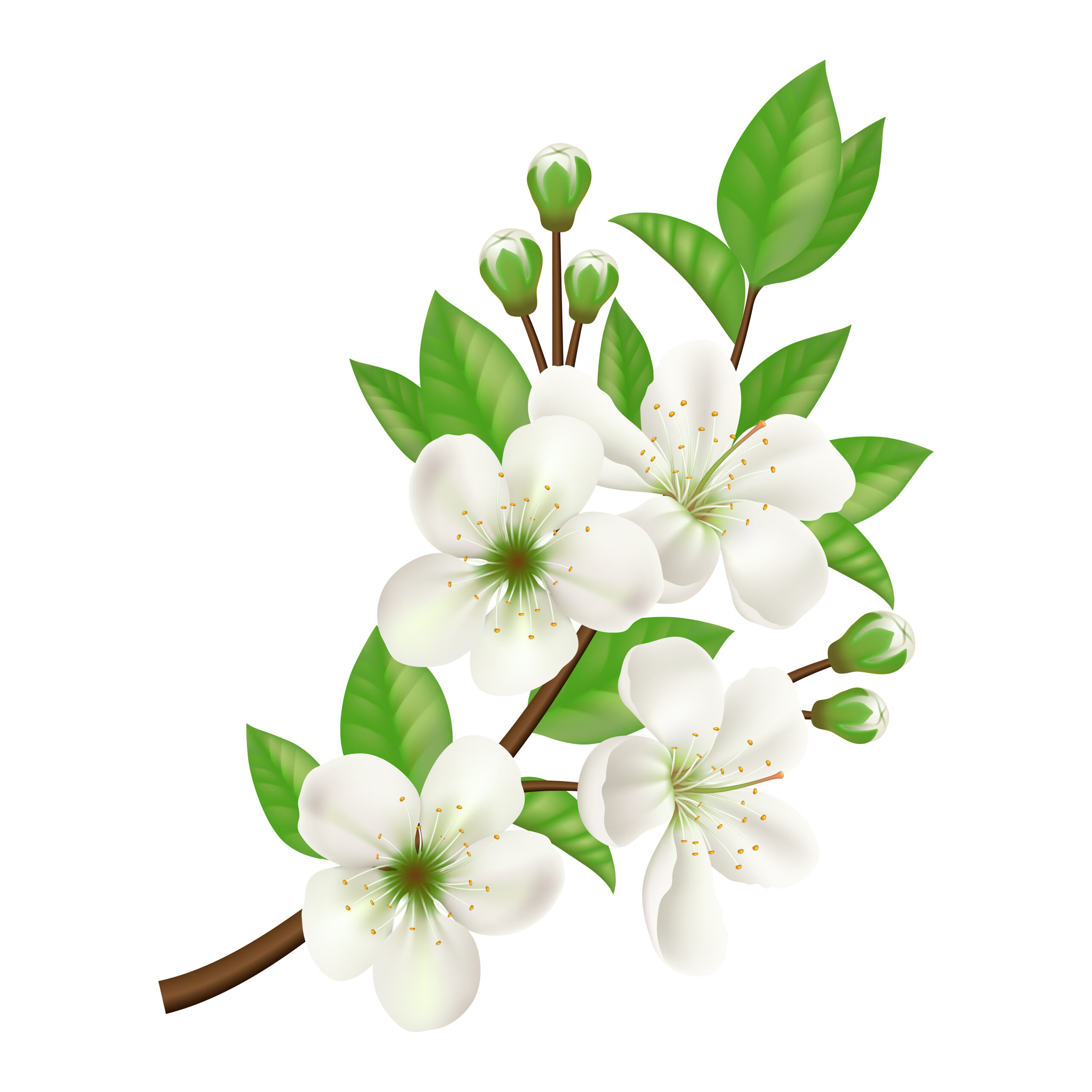Blossoming Apple Tree Twig